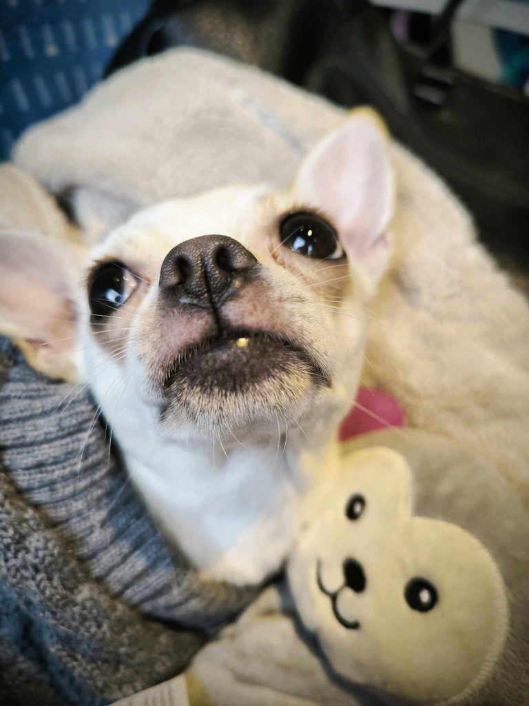 doudou chien