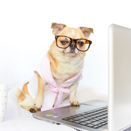 Articles conseil chien
